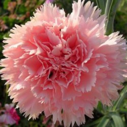 Cravo Chabaud Gigante Dobrado Rosa: 15 Sementes 