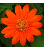 Girassol Mexicano (Tithonia): 10 Sementes 