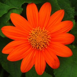 Girassol Mexicano (Tithonia): 10 Sementes 