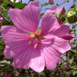 Málva Singela Rosa: 15 Sementes 
