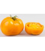 Tomate Golden Sunray - 20 Sementes 