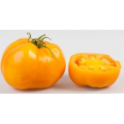 Tomate Golden Sunray - 20 Sementes 