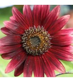 Girassol Sol Vermelho: 10 sementes