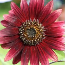 Girassol Sol Vermelho: 10 sementes