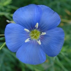 Linho Ornamental Azul: 15 Sementes 