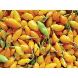 Pimenta Fidalga: 10 Sementes