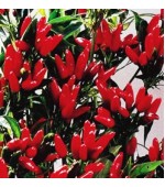 Pimenta Vulcão: 20 Sementes