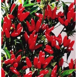 Pimenta Vulcão: 20 Sementes