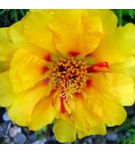 Portulaca (Onze-Horas) Dobrada Amarela: 50 Sementes 