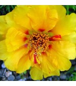 Portulaca (Onze-Horas) Dobrada Amarela: 50 Sementes 