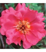 Portulaca (Onze-Horas) Dobrada Rosa: 50 Sementes 