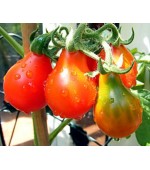 Tomate Red Pear - 20 Sementes
