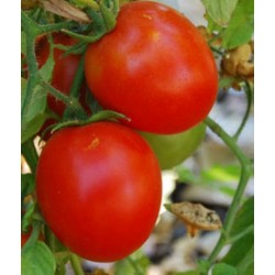 Tomate Siberiano - 20 Sementes