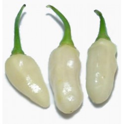 Pimenta White Habanero - 10 Sementes
