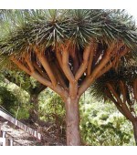 Dracena Draco (Dragon´s Blood Tree ou Dragoeiro): 5 Sementes