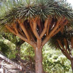 Dracena Draco (Dragon´s Blood Tree ou Dragoeiro): 5 Sementes