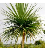 Palmeira Australis: 10 Sementes 