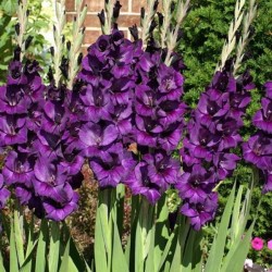 Gladíolo Púrpura (Purple Flora) - Palma - 6 Bulbos