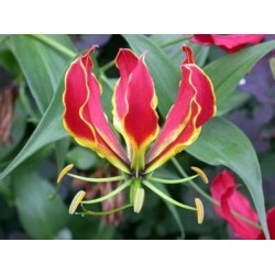 Gloriosa - 1 Bulbo