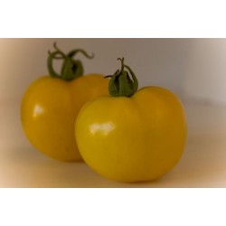 Tomate Golden Sunray - 20 Sementes 