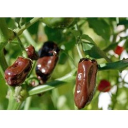 Pimenta Chocolate Habanero: 10 Sementes