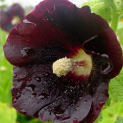 Hollyhock Preto - 10 Sementes