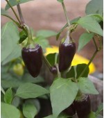 Pimenta Hungarian Black: 20 Sementes