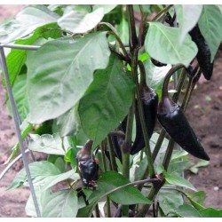 Pimenta Hungarian Black: 20 Sementes