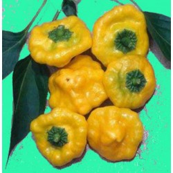 Pimenta Jamaican Yellow - 20 Sementes