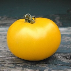 Tomate Lemon Boy - 20 Sementes