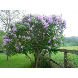 French Lilac - Lilás Comum - 10 Sementes