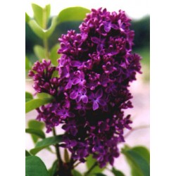 French Lilac - Lilás Comum - 10 Sementes