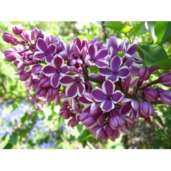 French Lilac - Lilás Comum - 10 Sementes