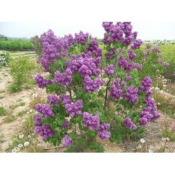 French Lilac - Lilás Comum - 10 Sementes