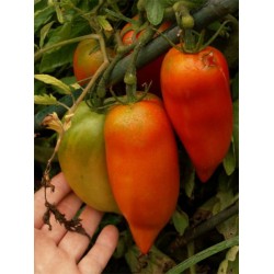 Tomate Linguisa Polonês - 20 Sementes