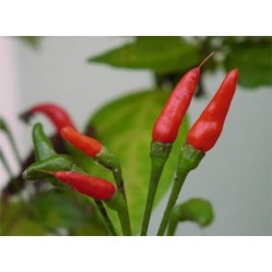 Pimenta Malagueta: 60 Sementes