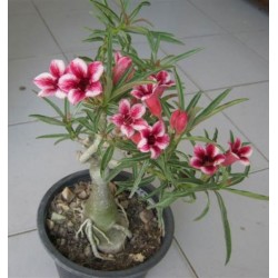 Rosa do Deserto - Adenium Obesum - Maroon Star - 5 Sementes