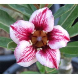 Rosa do Deserto - Adenium Obesum - Maroon Star - 5 Sementes