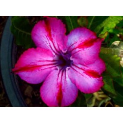 Rosa do Deserto - Adenium obesum - Mhamoung - 5 Sementes
