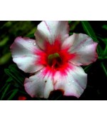 Rosa do Deserto - Adenium obesum - Morninggory - 5 Sementes