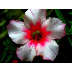 Rosa do Deserto - Adenium obesum - Morninggory - 5 Sementes