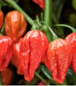 Pimenta Naga Morich: 5 Sementes