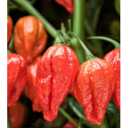 Pimenta Naga Morich: 5 Sementes