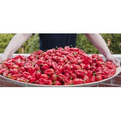 Pimenta Naga Morich: 5 Sementes