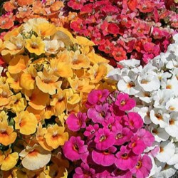 Nemesia Sortida: 20 Sementes