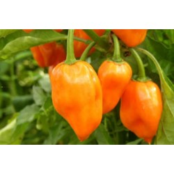 Pimenta Orange Habanero: 20 Sementes