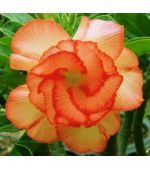 Rosa do Deserto - Adenium Obesum - Orange Pallet - 5 Sementes