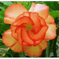 Rosa do Deserto - Adenium Obesum - Orange Pallet - 5 Sementes