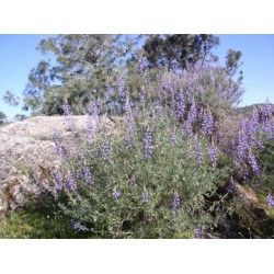 Pagodas Chinesa (Collinsia heterophylla) - 15 Sementes