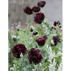 Papoula Black Peony: 20 Sementes 